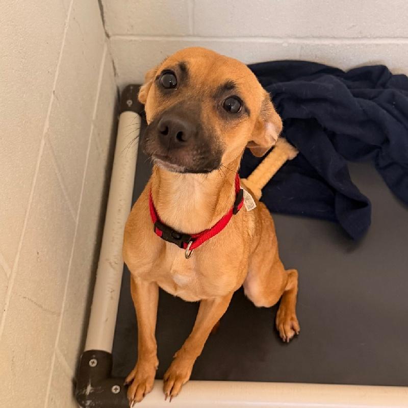 Callie, ADOPTABLE, Young Female Terrier.