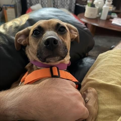 Callie, a ADOPTABLE mixed breed in Aurora, IL image 2/4