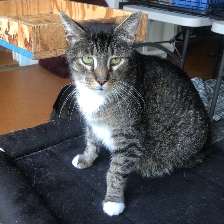 Barron - STILL AVAILABLE! photo 1