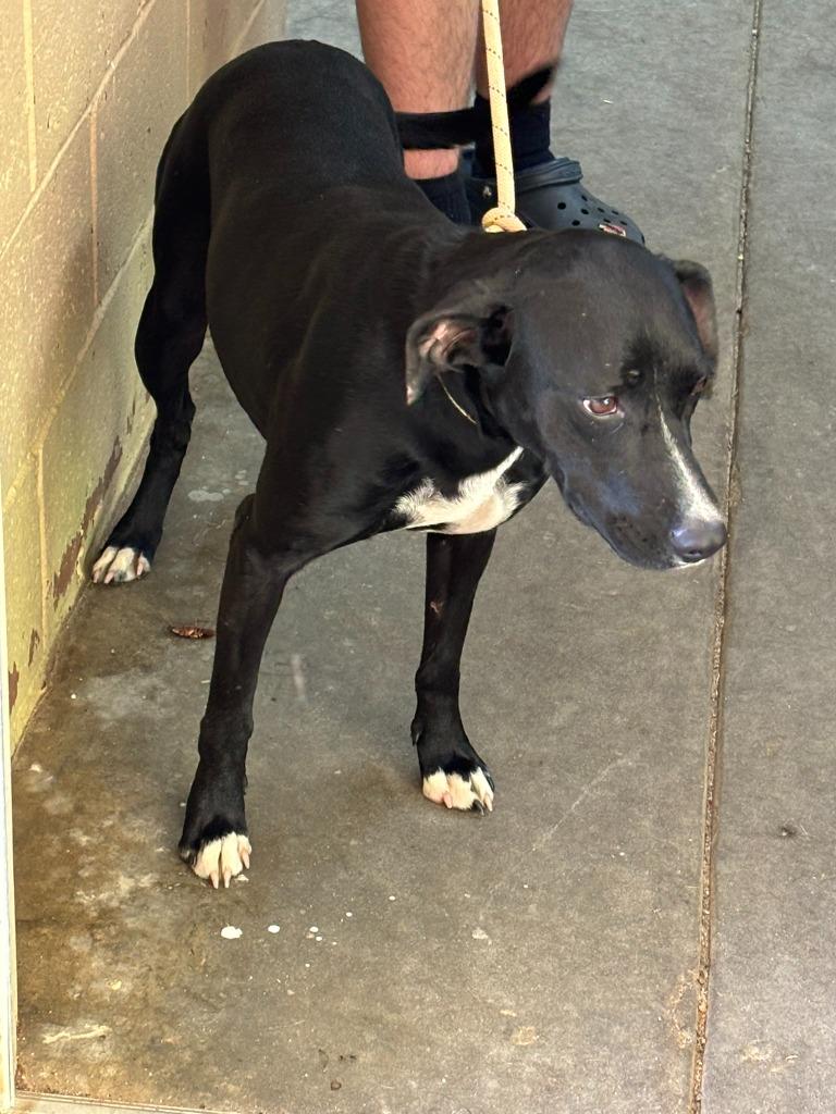 Skip, Adoptable, Young Female Labrador Retriever.