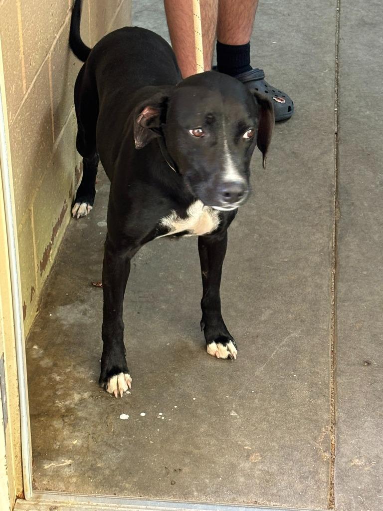 Enlarge Skip, a Adoptable Labrador Retriever in Swainsboro, GA image 2/3