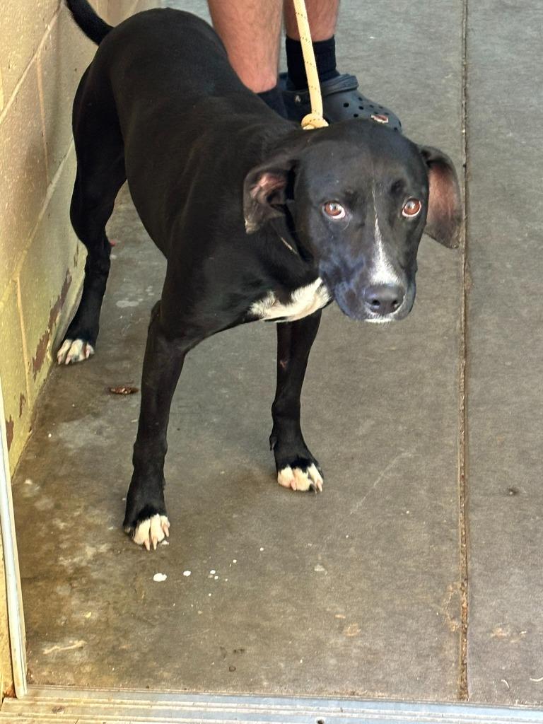 Enlarge Skip, a Adoptable Labrador Retriever in Swainsboro, GA image 3/3