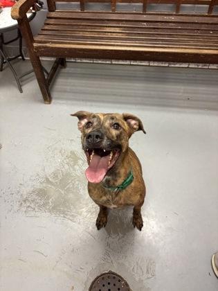 Enlarge Bosco, an adoptable Pit Bull Terrier in Lafayette, IN image 1/1