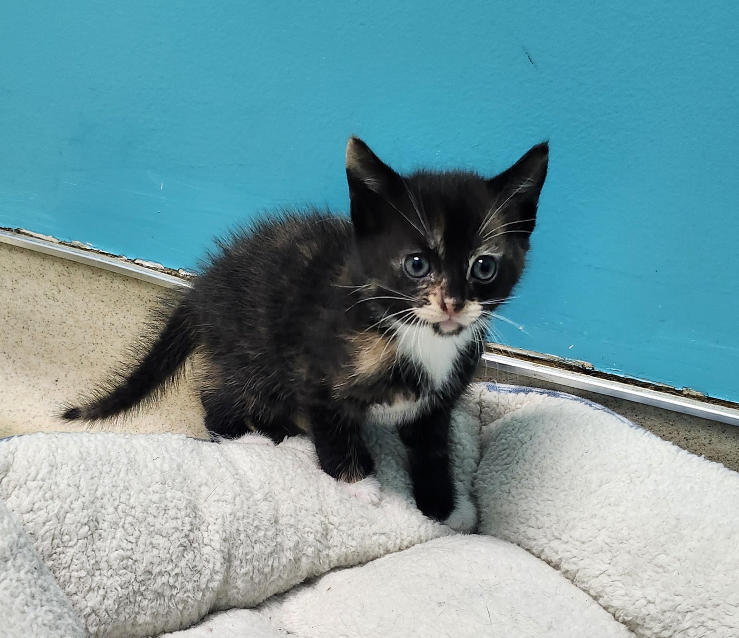Cherry, adopted, Kitten Female Domestic Short Hair.