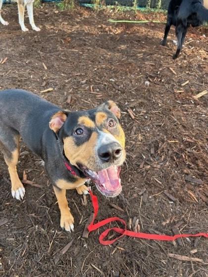 Enlarge Mirabelle, a Adoptable mixed breed in Everett, WA image 1/3