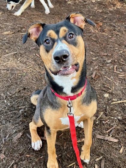 Enlarge Mirabelle, a Adoptable mixed breed in Everett, WA image 2/3