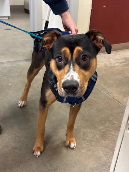 Enlarge Mirabelle, a Adoptable mixed breed in Everett, WA image 3/3