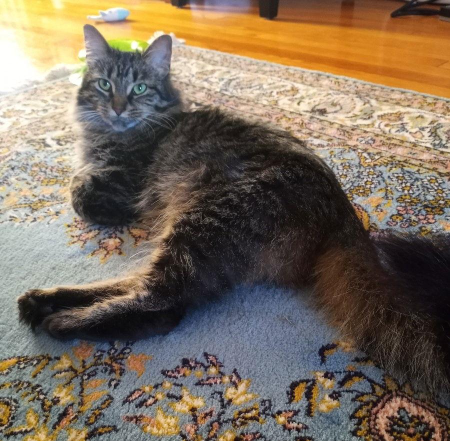 Enlarge Maureen, a Adoptable mixed breed in Traverse City, MI image 1/3