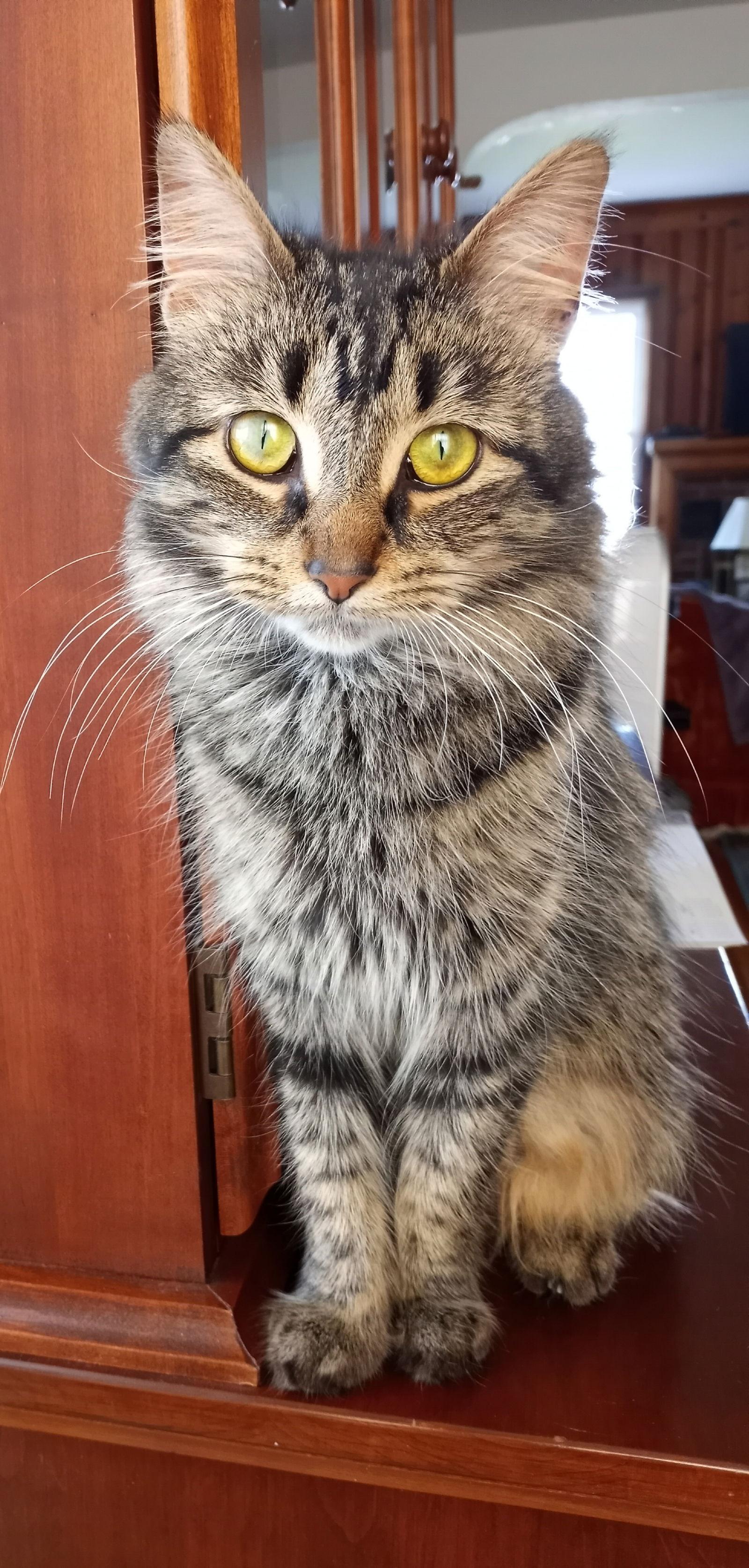 Enlarge Maureen, a Adoptable mixed breed in Traverse City, MI image 2/3