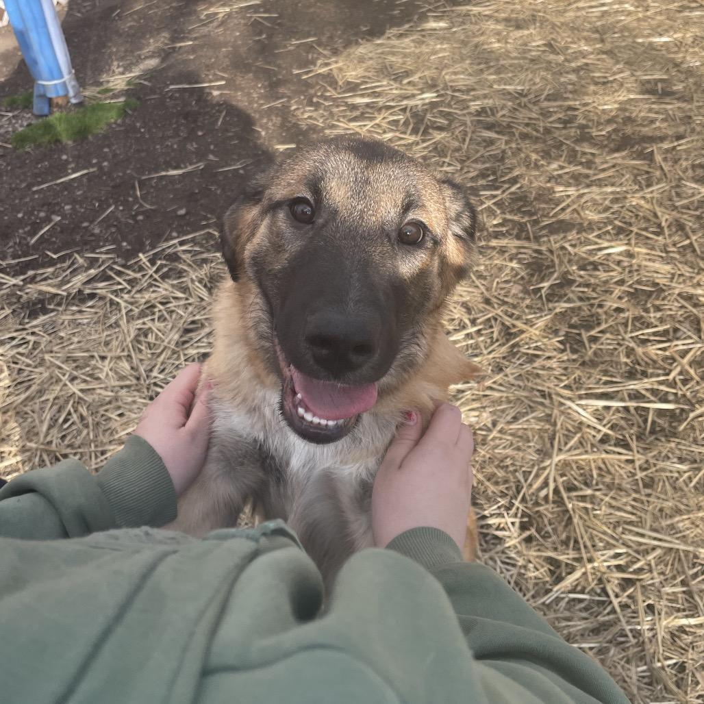 Boone, Adoptable, Puppy Male Anatolian Shepherd & Mixed Breed.