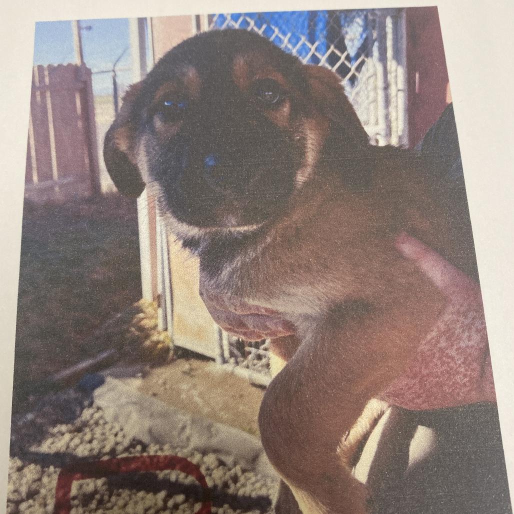 Enlarge Boone, a Adoptable mixed breed in Spokane, WA image 1/1