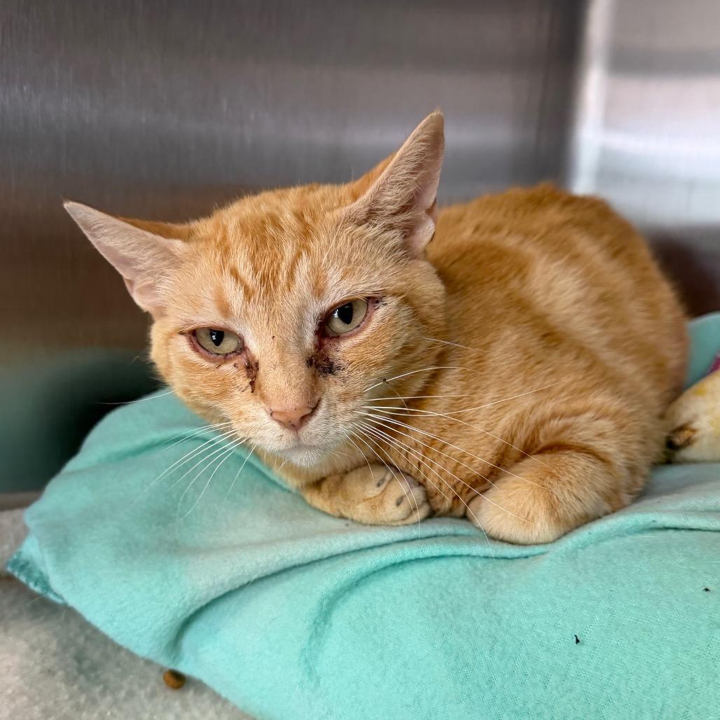Harriet, a Adoptable Domestic Short Hair in Blairsville, GA image 1/2
