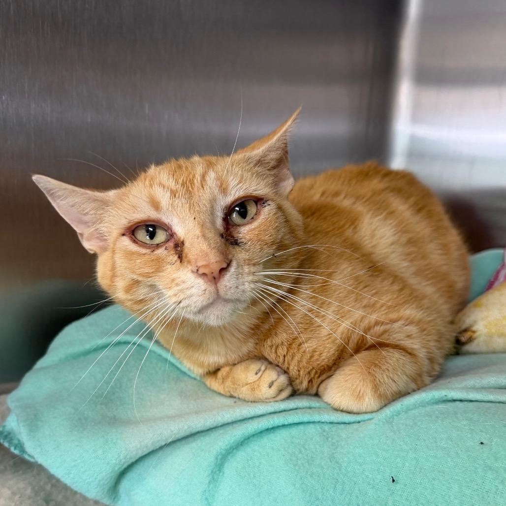 Harriet, a Adoptable Domestic Short Hair in Blairsville, GA image 2/2