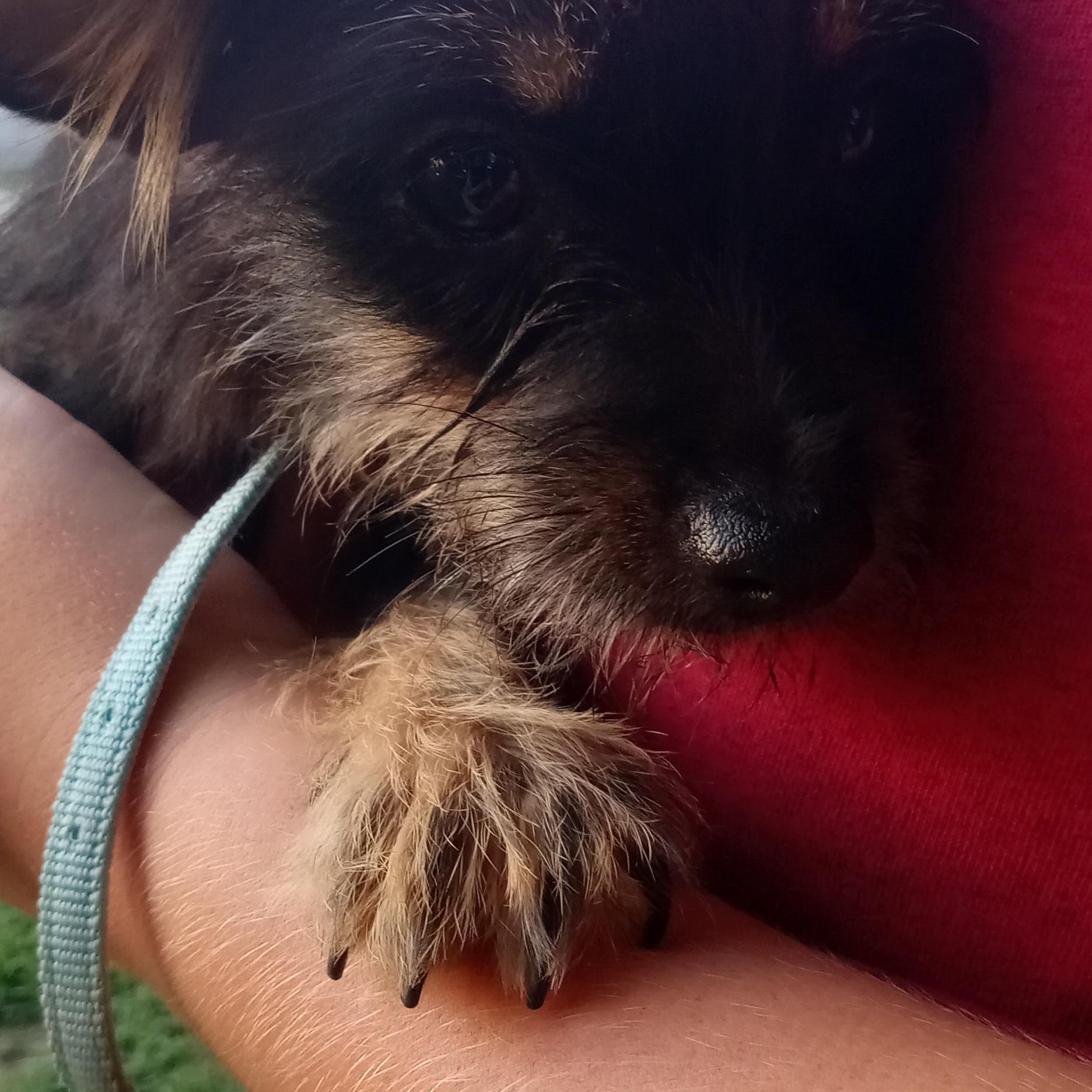 Enlarge Ruthie, a Adopted mixed breed in Gentry, AR image 1/1