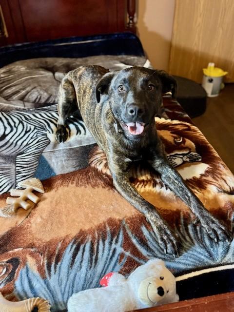 Enlarge Happy, a Adoptable mixed breed in Unionville, CT image 5/6