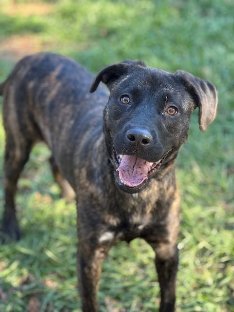 Enlarge Happy, a Adoptable mixed breed in Unionville, CT image 3/6