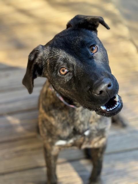 Enlarge Happy, a Adoptable mixed breed in Unionville, CT image 4/6
