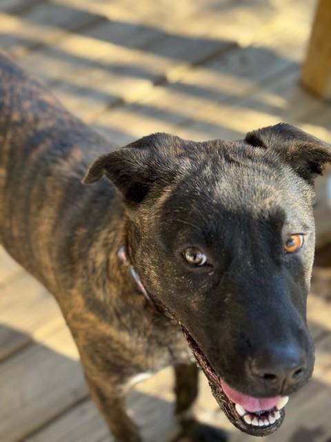 Enlarge Happy, a Adoptable mixed breed in Unionville, CT image 6/6