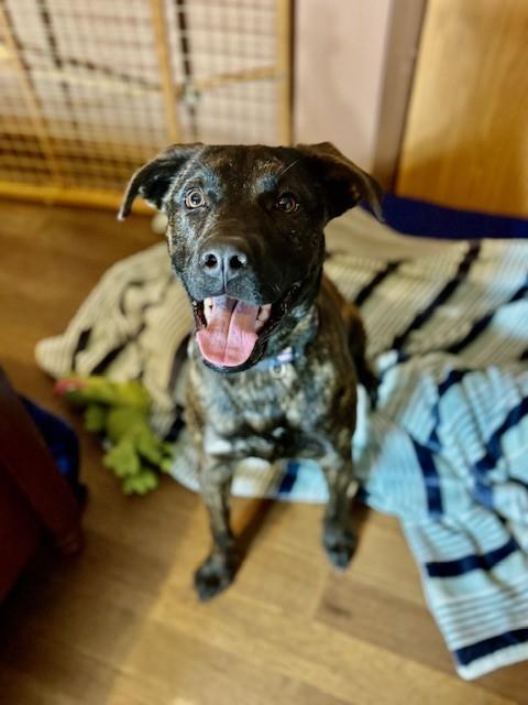 Enlarge Happy, a Adoptable mixed breed in Unionville, CT image 2/6