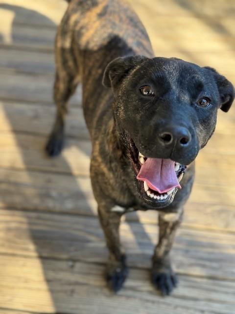 Enlarge Happy, a Adoptable mixed breed in Unionville, CT image 1/6