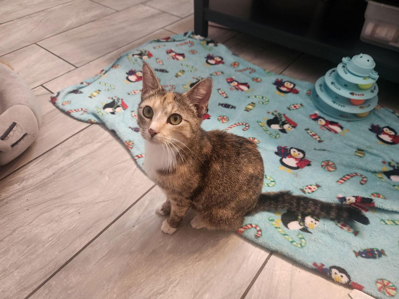 Chloe, Adoptable, Adult Female American Shorthair.