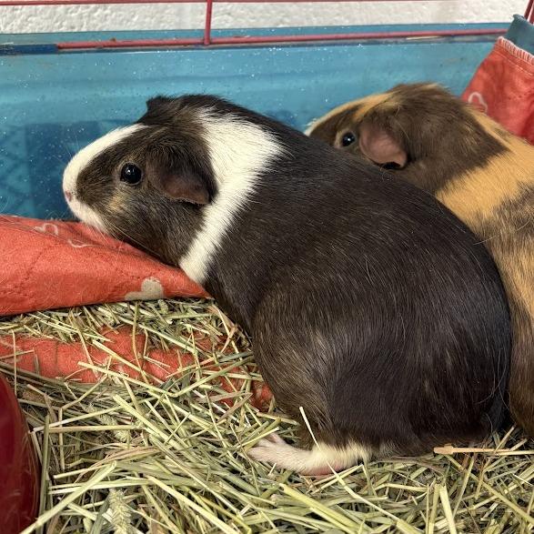 Lilly and Narcissa, Adoptable, Adult Female Guinea Pig.