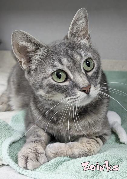 Zoinks, Adoptable, Adult Female Domestic Short Hair & Domestic Short Hair.