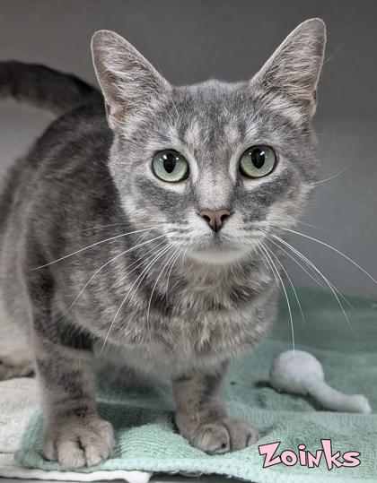 Enlarge Zoinks, a Adoptable mixed breed in Mason, MI image 2/3