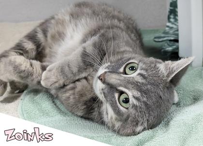 Enlarge Zoinks, a Adoptable mixed breed in Mason, MI image 3/3