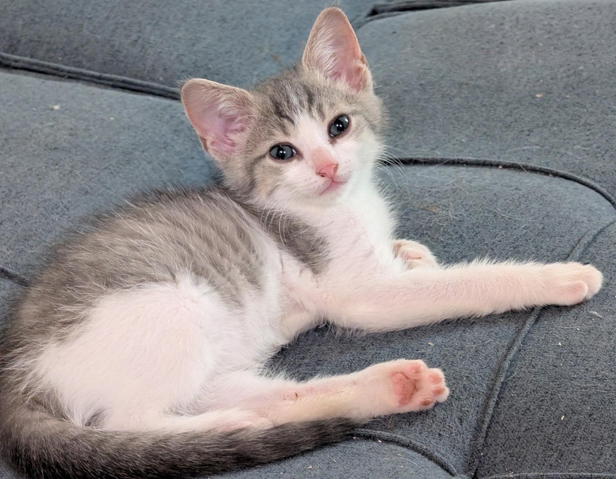 Enlarge Camembert, a Adoptable Domestic Short Hair in Pittsburgh, PA image 5/5