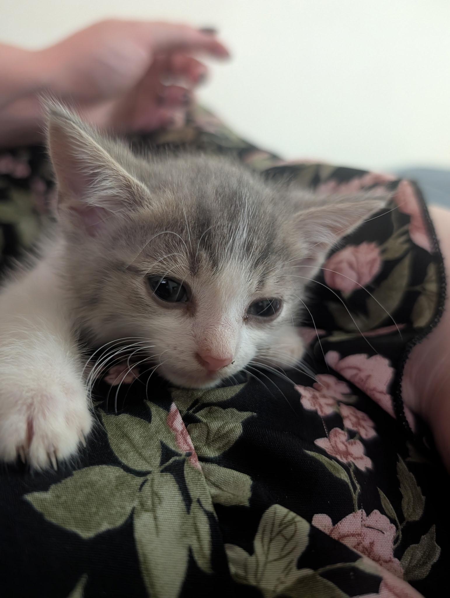 Enlarge Camembert, a Adoptable Domestic Short Hair in Pittsburgh, PA image 2/5