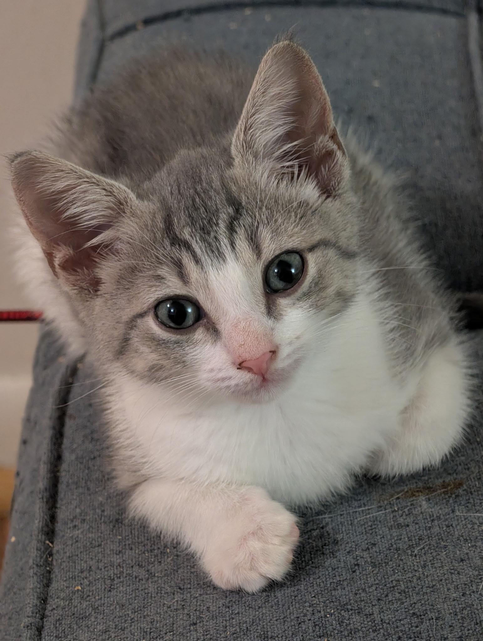 Camembert, Adoptable, Kitten Male Domestic Short Hair.