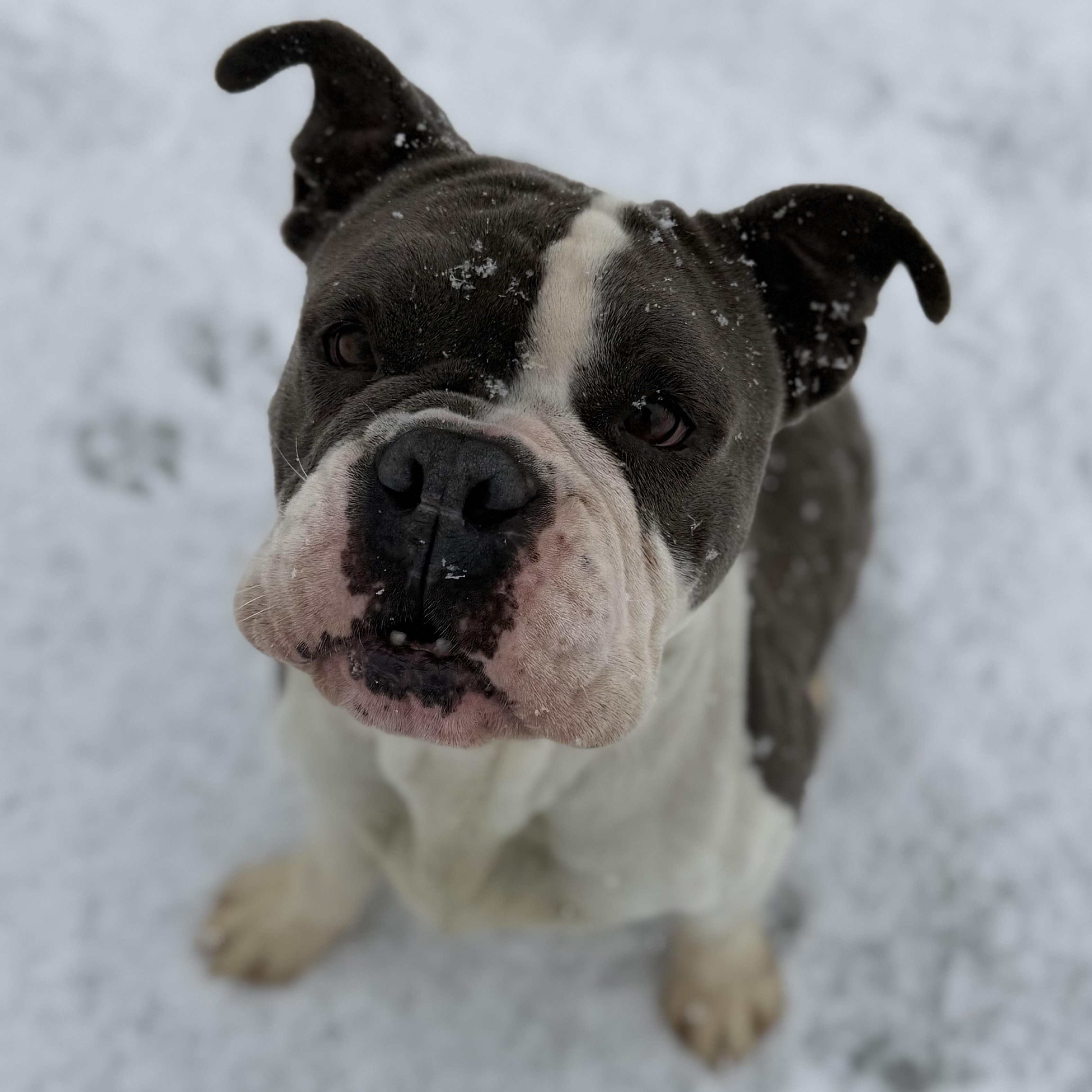 ATHENA, Adoptable, Adult Female Bulldog.