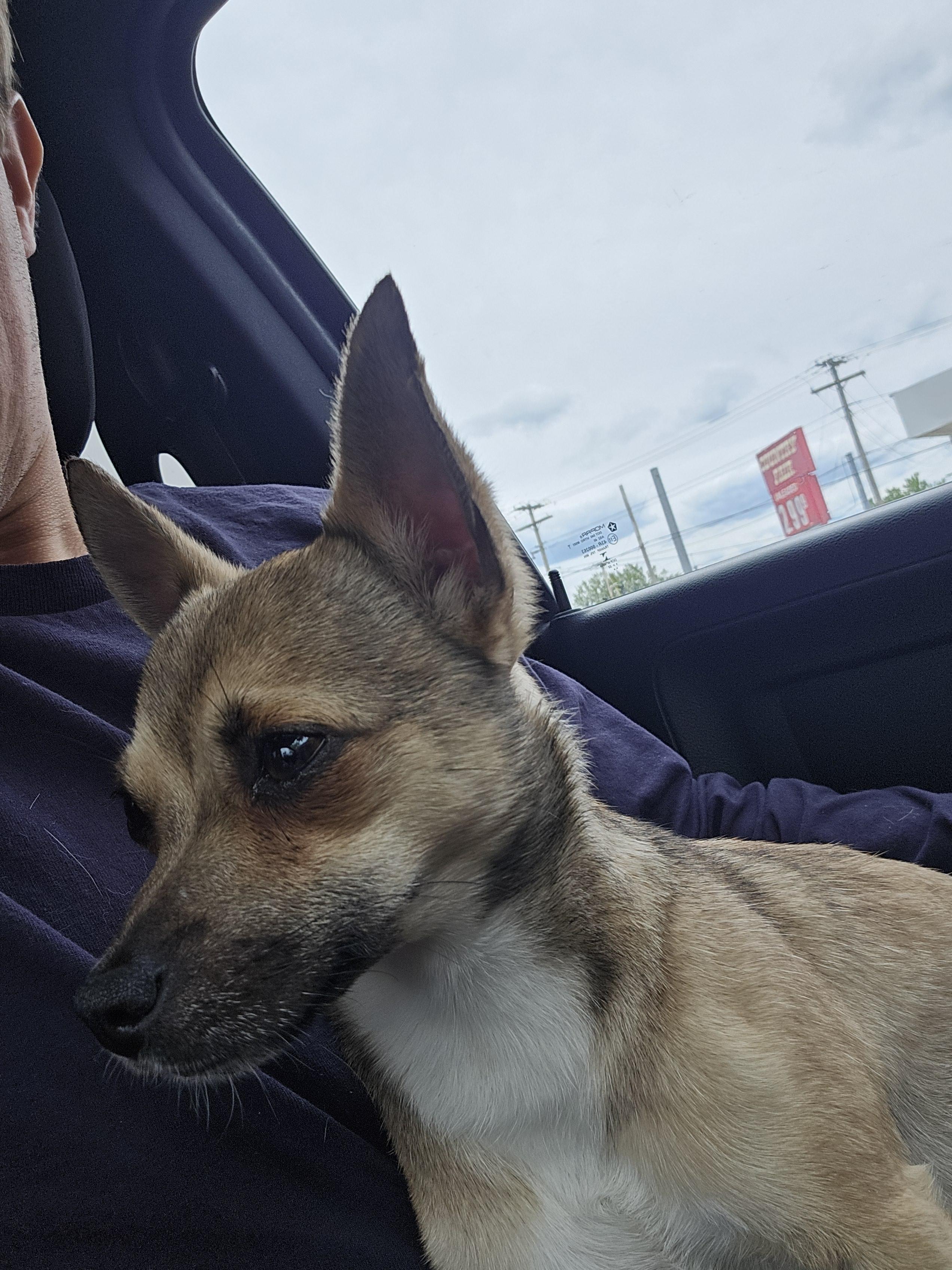 Enlarge Betty White, a Adopted Chihuahua in Cattaraugus, NY image 2/6