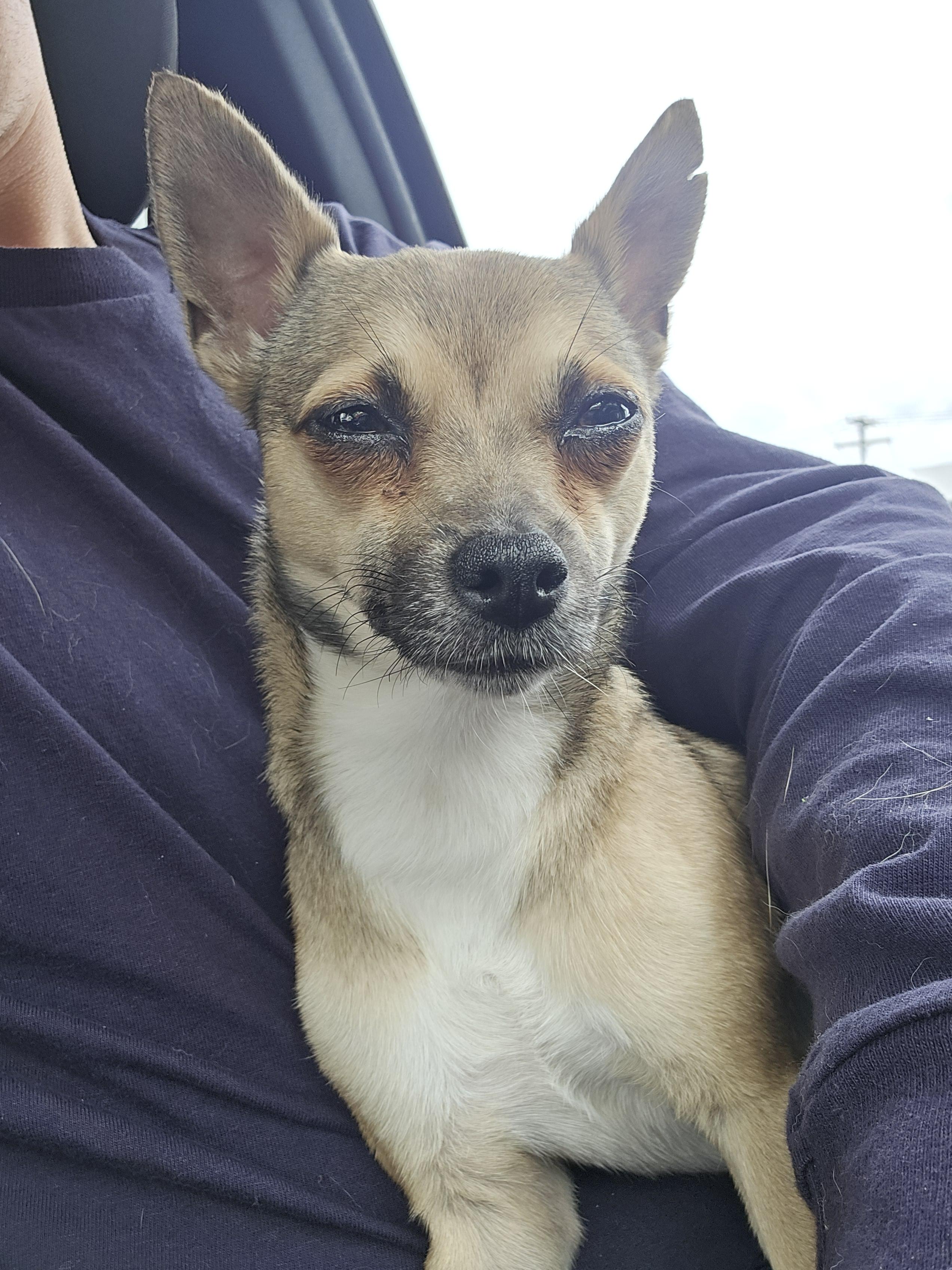 Enlarge Betty White, a Adopted Chihuahua in Cattaraugus, NY image 5/6