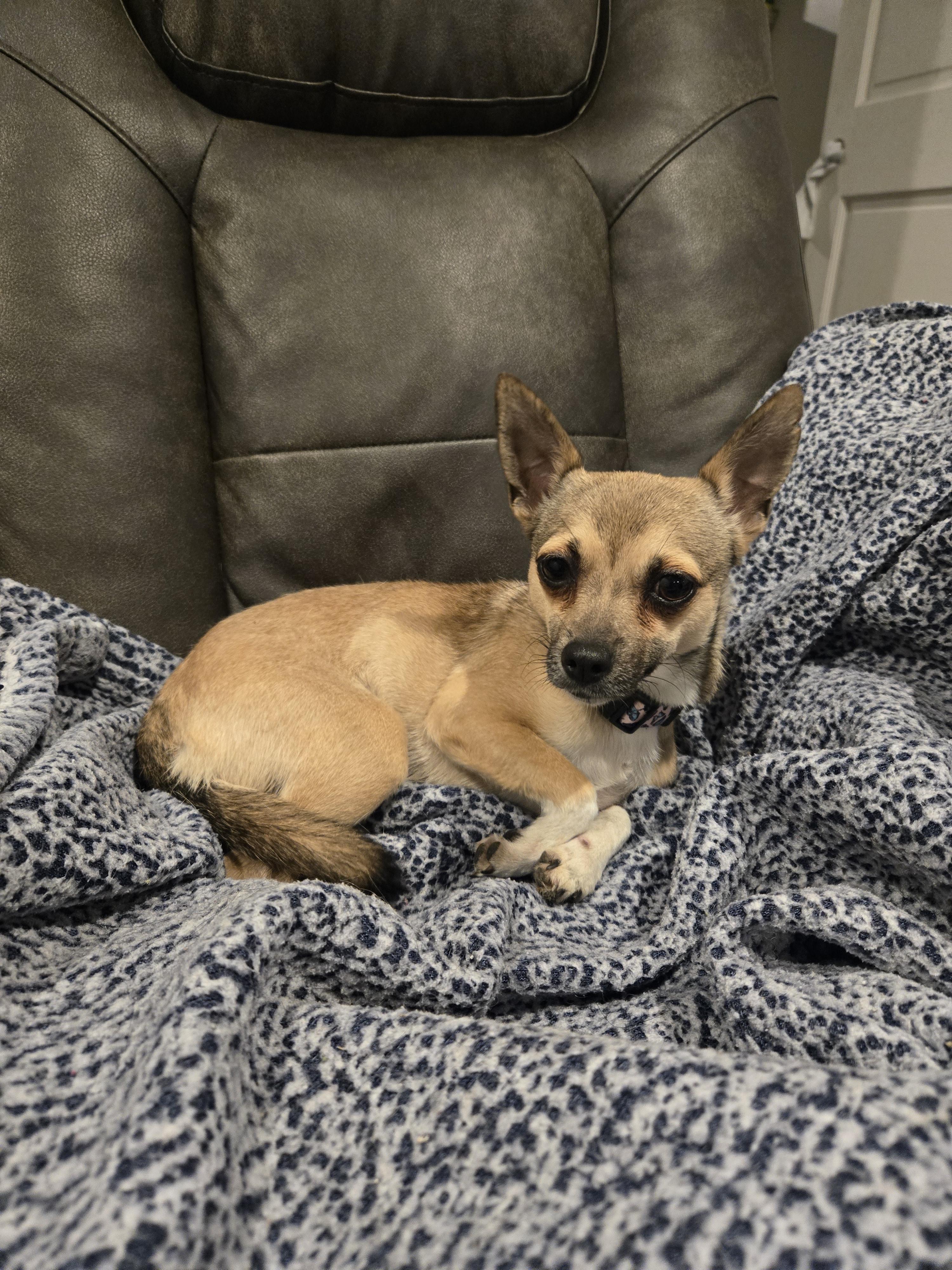 Enlarge Betty White, a Adopted Chihuahua in Cattaraugus, NY image 6/6