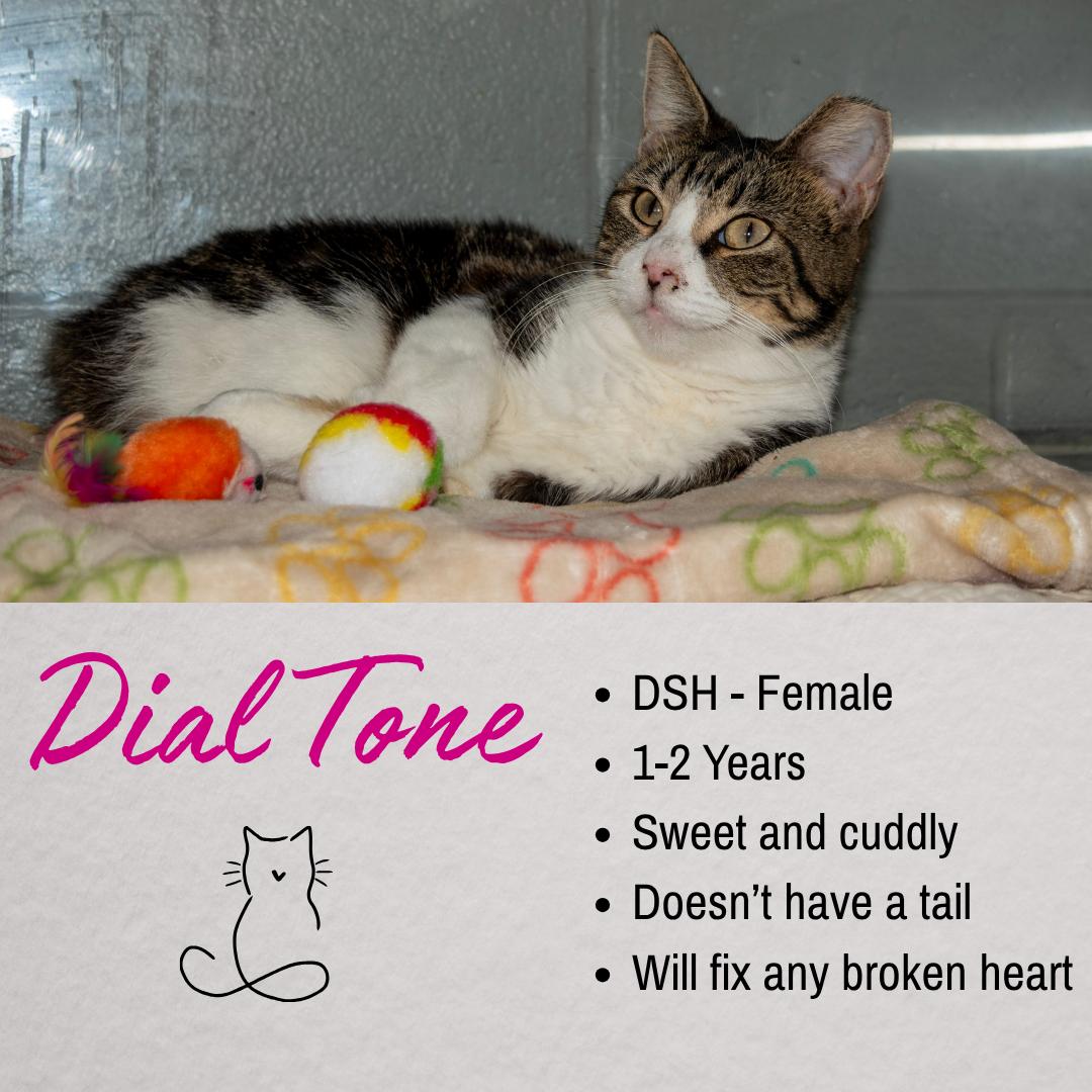 Enlarge Dial Tone, an adopted Domestic Short Hair in Junction City, KS image 1/1