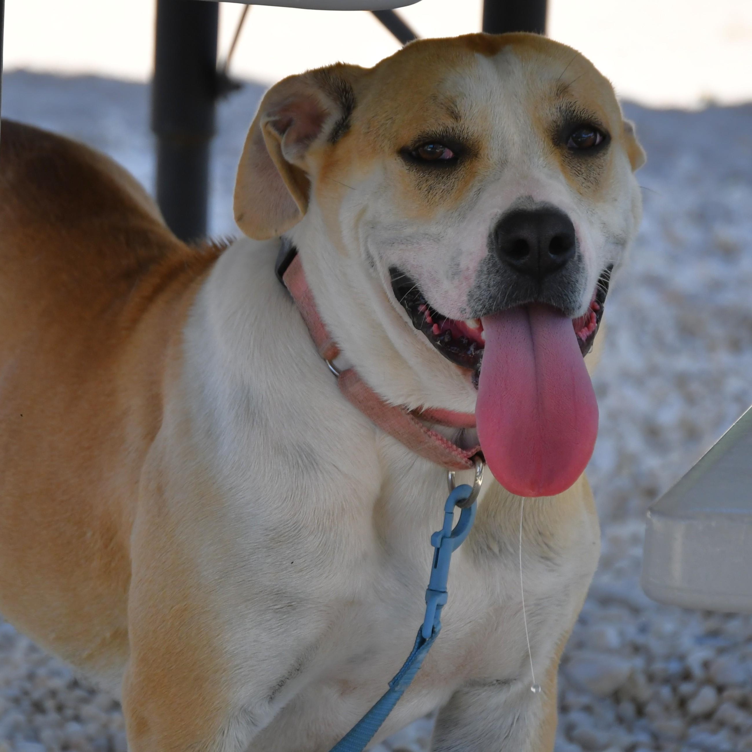 Stella, adopted, Adult Female Mixed Breed.