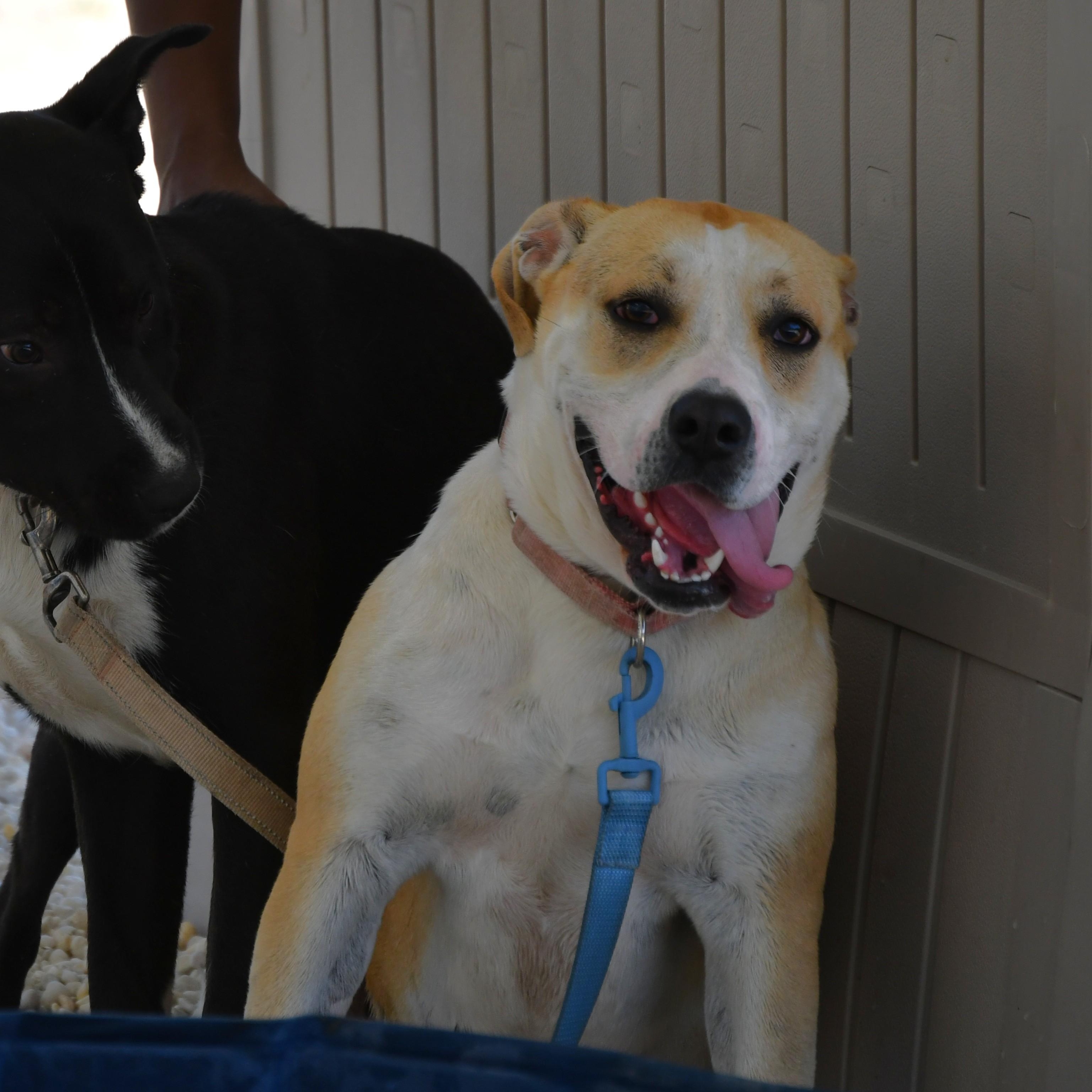 Enlarge Stella, an adopted Mixed Breed in Defuniak Springs, FL image 2/2