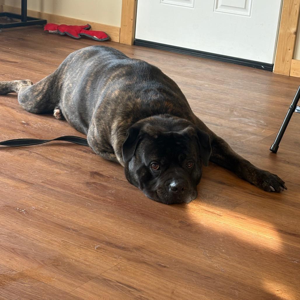 Enlarge Benjamin, a Adoptable mixed breed in Easton, PA image 2/6