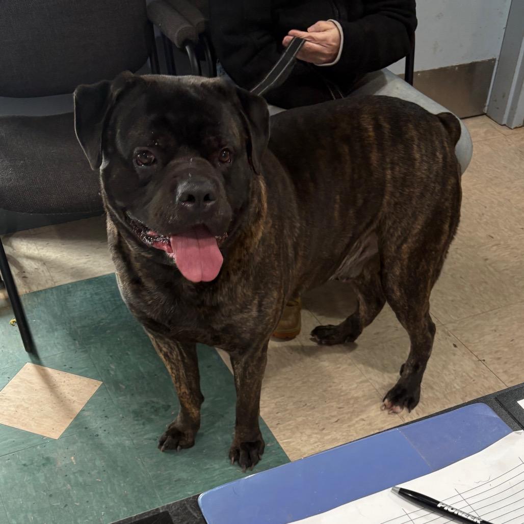 Enlarge Benjamin, a Adoptable mixed breed in Easton, PA image 3/6