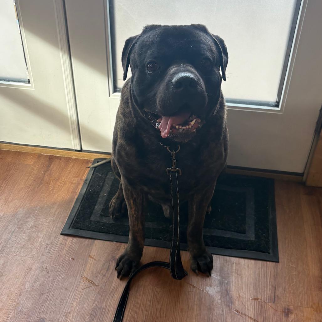 Enlarge Benjamin, a Adoptable mixed breed in Easton, PA image 4/6