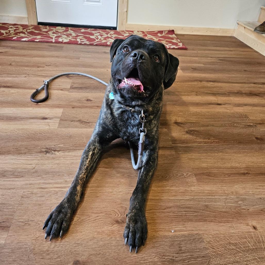 Enlarge Benjamin, a Adoptable mixed breed in Easton, PA image 5/6