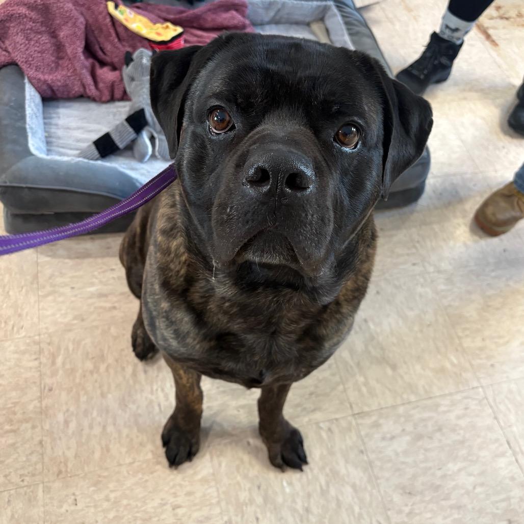 Enlarge Benjamin, a Adoptable mixed breed in Easton, PA image 6/6