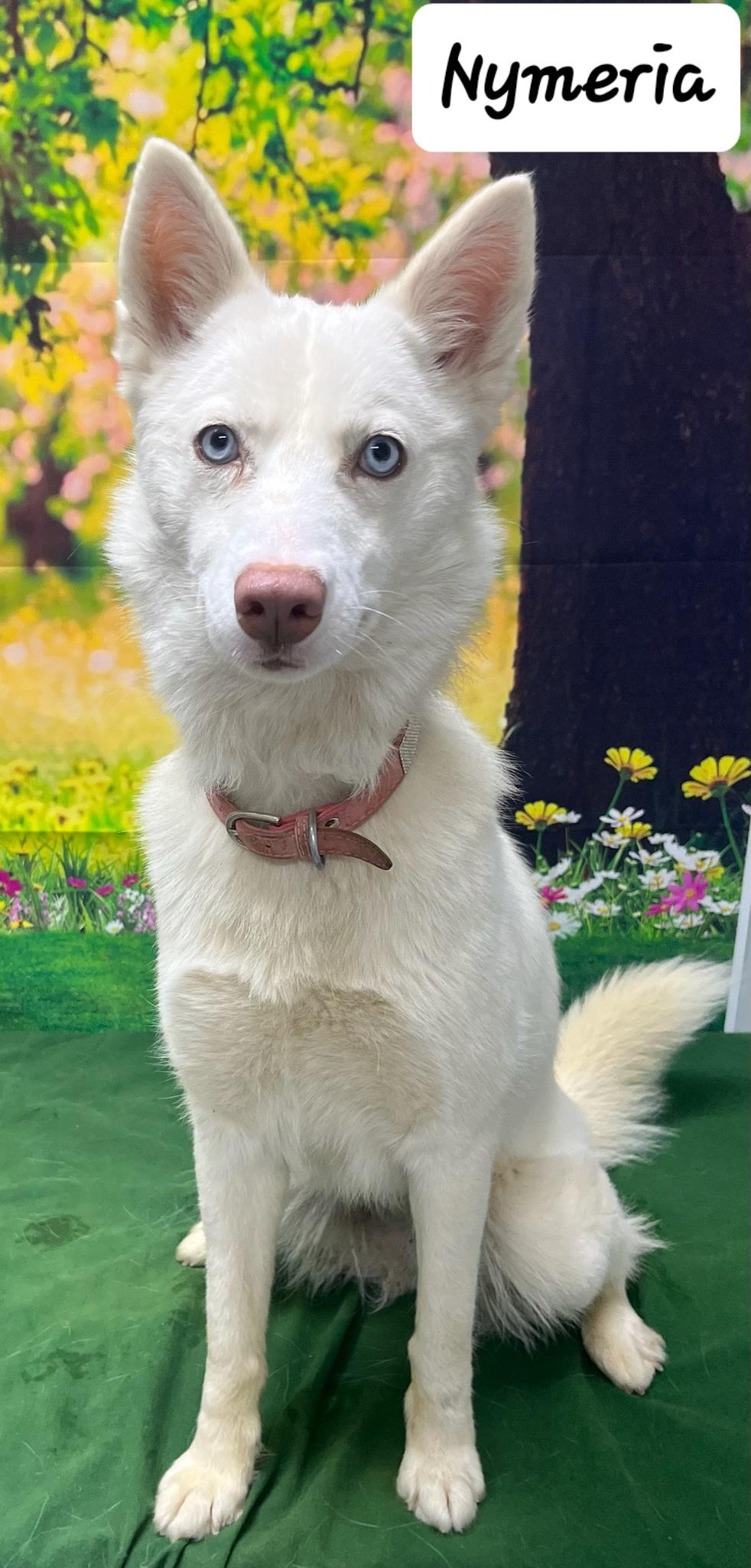 Nymeria, Adult Female unknown