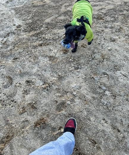 Enlarge OREO, an adopted mixed breed in Huntington, NY image 2/3