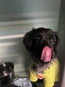 Enlarge OREO, an adopted mixed breed in Huntington, NY image 3/3