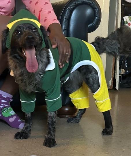 Enlarge OREO, an adopted mixed breed in Huntington, NY image 1/3