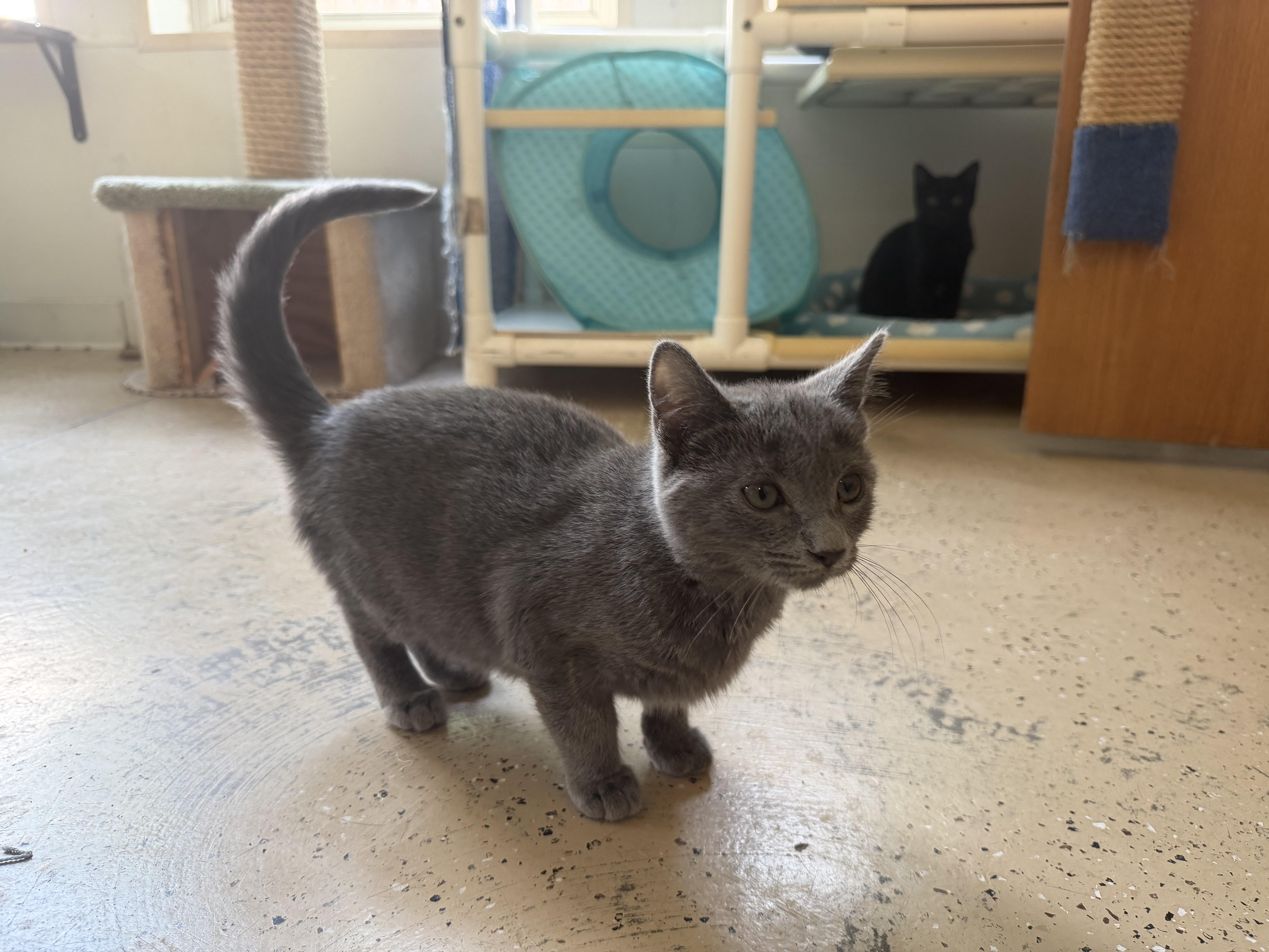 Enlarge Dink, a Adoptable Domestic Short Hair in Eagle River, WI image 1/1
