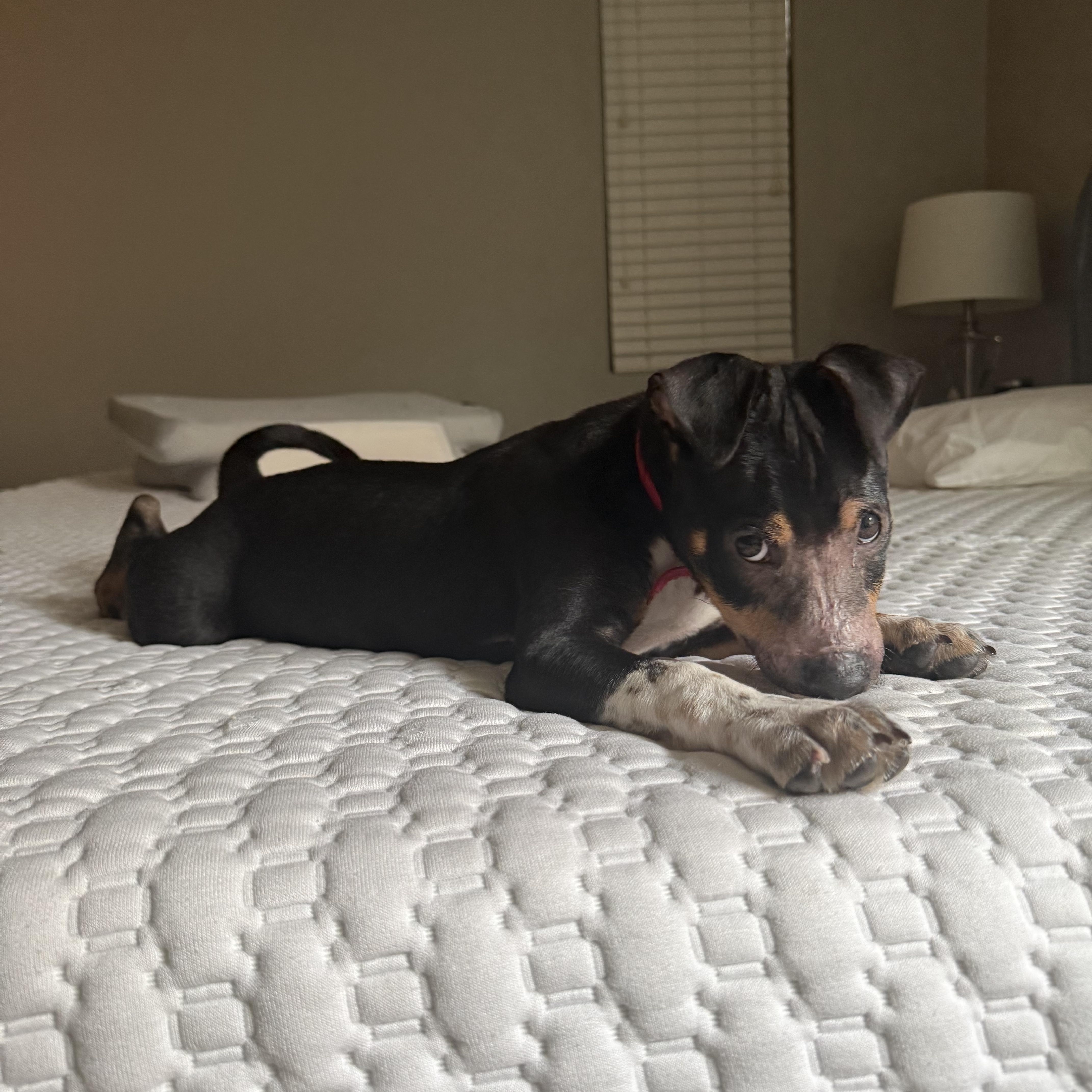 Yeti, a ADOPTABLE Mixed Breed in Henderson, NV image 2/4